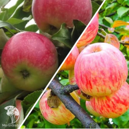 Яблоня гибрид Мельба + Коричное полосатое
