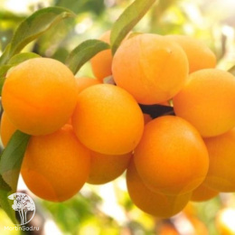 Слива гибрид Подарок Санкт-Петербургу + Шарафуга (слива х персик х абрикос)