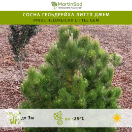 Сосна гельдрейха Литтл Джем