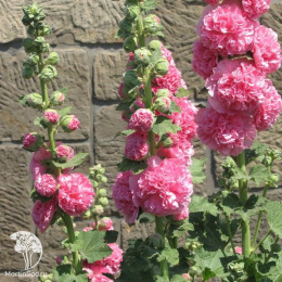 Мальва Чатерс Дабл Роуз