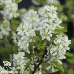 Ирга ольхолистная Грейтберри Гарден