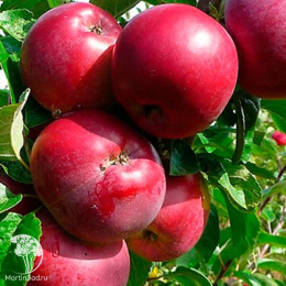 Яблоня гибрид Свежесть + Синап Орловский + Спартан