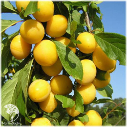 Алыча Сонейка