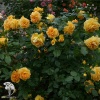 Роза флорибунда Тантау Берштайн Роуз фото 1 