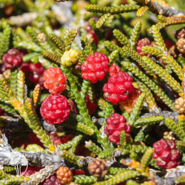 Дизельма Арчера Халсдонк