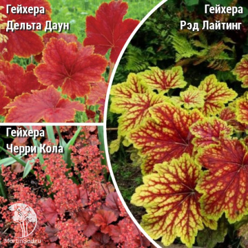 Фото Сверхвыгодный микс! Гейхера Дельта Даун + Гейхера Черри Кола + Гейхера Ред Лайтинг
