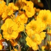 Geum chiloense Goldball Гравилат чилийский Голдболл фото 1 