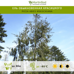 Ель обыкновенная Красицкого