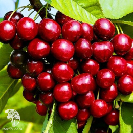 Черешня гибрид Ревна + Ленинградская Чёрная