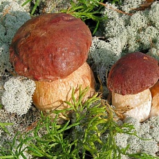 Фото Мицелий Белый гриб на зерновом субстрате