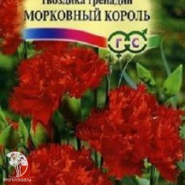 Гвоздика садовая гренадин Морковный король