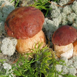 Фото Мицелий Белый гриб на зерновом субстрате