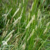 Sesleria autumnalis alba Сеслерия осенняя белая фото 2 