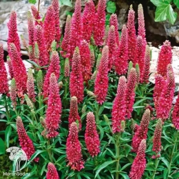 Вероника колосковая Хайдекинд