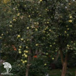 Сверхвыгодный комплект! Яблоня Богатырь + опылитель яблоня Мельба