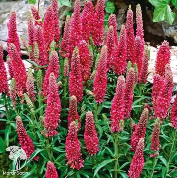 Фото Вероника колосковая Хайдекинд