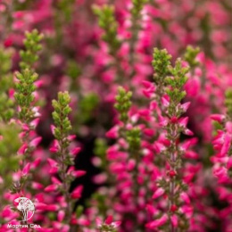 Вереск обыкновенный Мартина