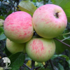 Сверхвыгодный комплект! Яблоня Китайка золотая (ранняя) + опылитель яблоня Грушовка Московская фото 3 