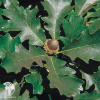 Дуб крупноплодный Quercus macrocarpa  фото 2 
