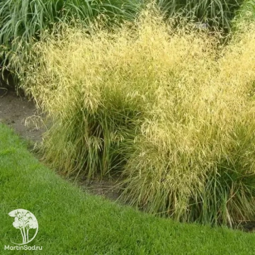 Фото Луговик (Щучка) Скотлэнд