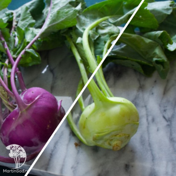 Фото Капуста кольраби Повариха +Виолета  серия Дуэт