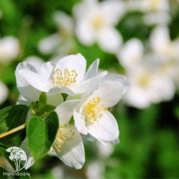  Чубушник Калина