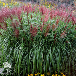 Мискантус китайский Ротсилбер