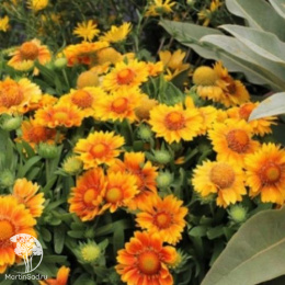 Гайлардия крупноцветковая Меса Пич