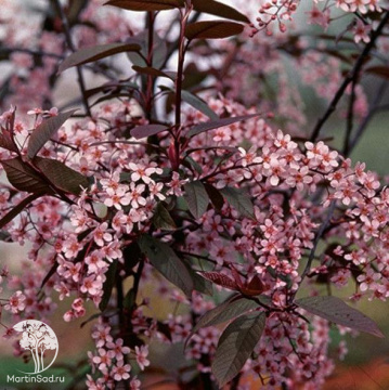 Фото Черёмуха обыкновенная Колората на штамбе