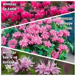 Набор для ароматной грядки монарда Би-Хэппи + Кренберри Лейс + Бьюти оф Кобхэм