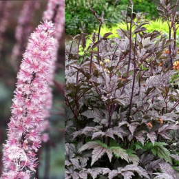  Цимицифуга простая Пинк Спайк