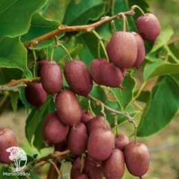 Актинидия аргута Пурпурна Садова + Люси + опылитель Вейки Мужской