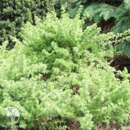 Лиственница европейская Корник