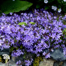 Campanula poscharskyana Колокольчик Пожарского