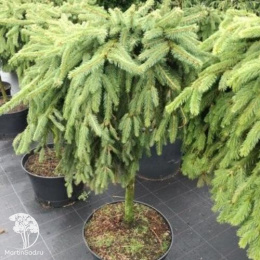 Ель обыкновенная Форманек на штамбе