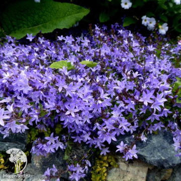 Фото Campanula poscharskyana Колокольчик Пожарского