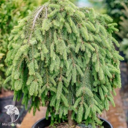 Ель обыкновенная Инверса на штамбе