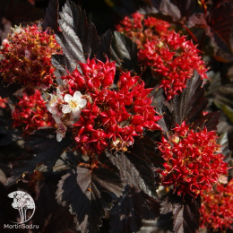 Пузыреплодник калинолистный Андре