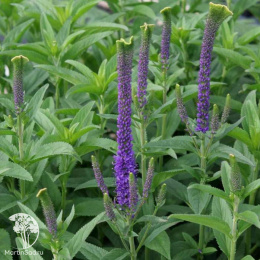 Вероника колосковая Кристата