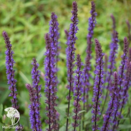 Набор для мяса розмарин лекарственный + шалфей Карадонна Компакт