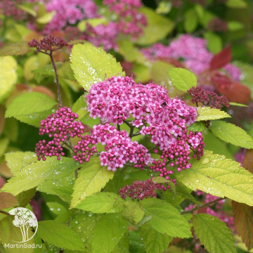 Фото Спирея густоцветковая японская Дабл Плэй Биг Банг