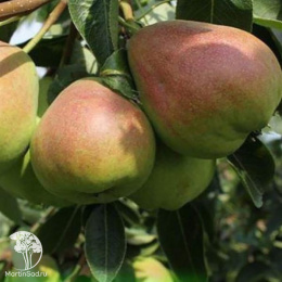 Груша Бере русское