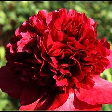 Фото Пион молочноцветковый Ред Чарм