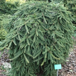 Ель обыкновенная Инверса