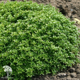 Тимьян лимоннопахнущий