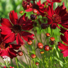 Кореопсис Амулет (красильный, карликовый)