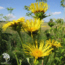 Девясил высокий Желтый цвет