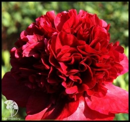 Фото Пион молочноцветковый Ред Чарм