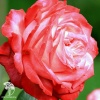 Роза чайно-гибридная Диз фото 1 