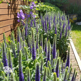 Вероника колосистая Алстер Дварф Блю